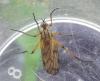 Empis sp.